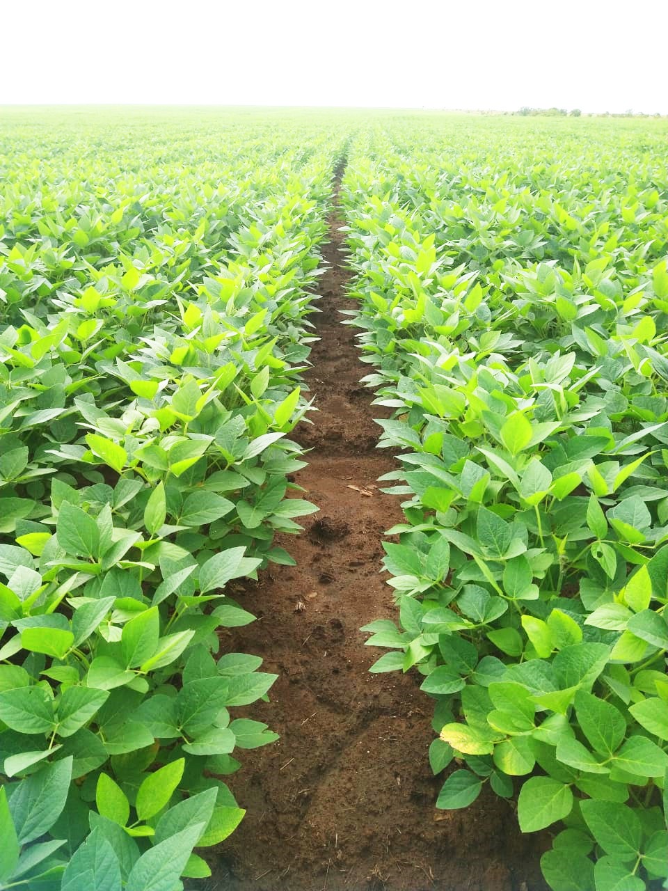 Soja de segunda: mejora donde llovió, pero se consolidan pérdidas en zonas que siguen sin agua