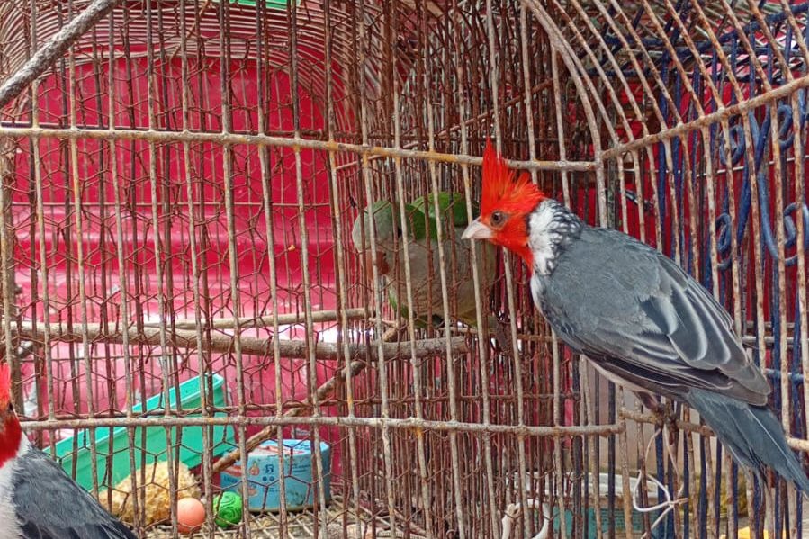 Policía Ambiental rescató 41 ejemplares de fauna silvestre tras allanamientos en Malagueño