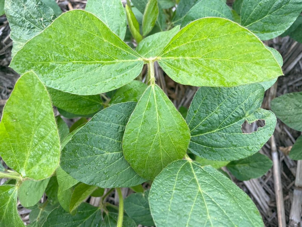 Córdoba sumará unas 33 millones de toneladas entre soja y maíz en esta campaña