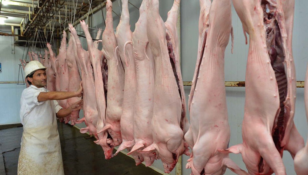 La producción porcina crece 7,4% en relación al último año y compensa la caída bovina