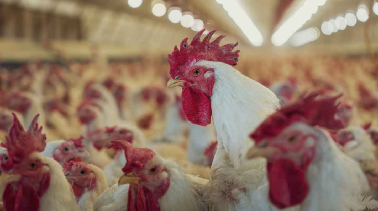 Argentina suspende exportaciones de carne aviar por nuevo brote de gripe aviar