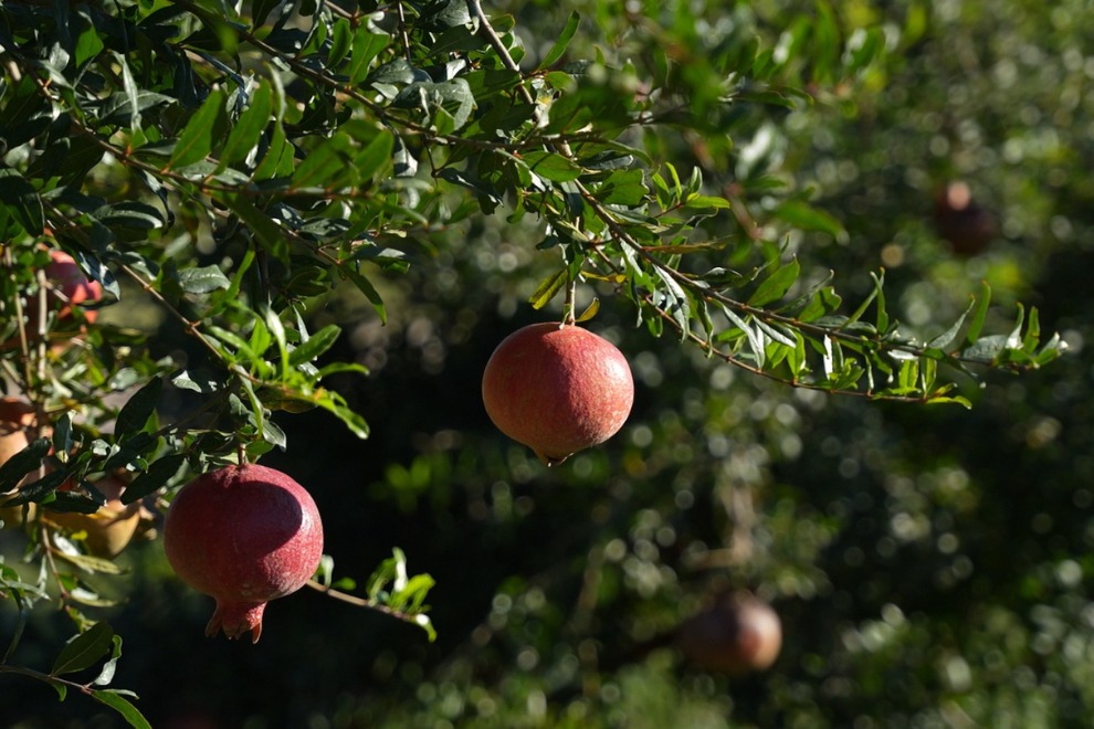 Córdoba concreta su primer embarque aéreo de granadas con destino a Rotterdam
