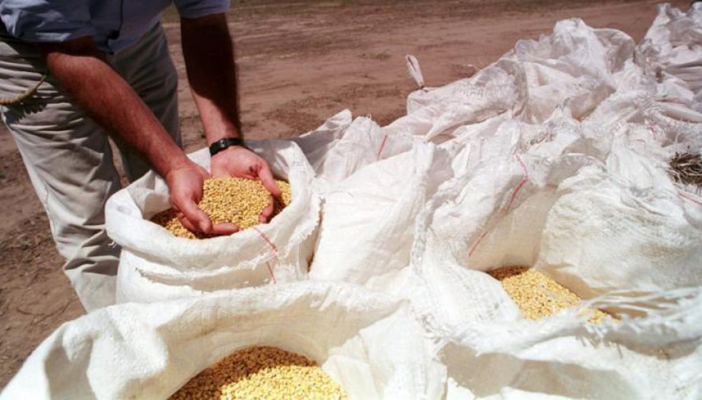 Debate en Argentina: la adhesión a UPOV 91 y el futuro de las Semillas