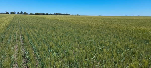 El consumo de fertilizantes consolidó su crecimiento con un aumento del 3 % en 2025