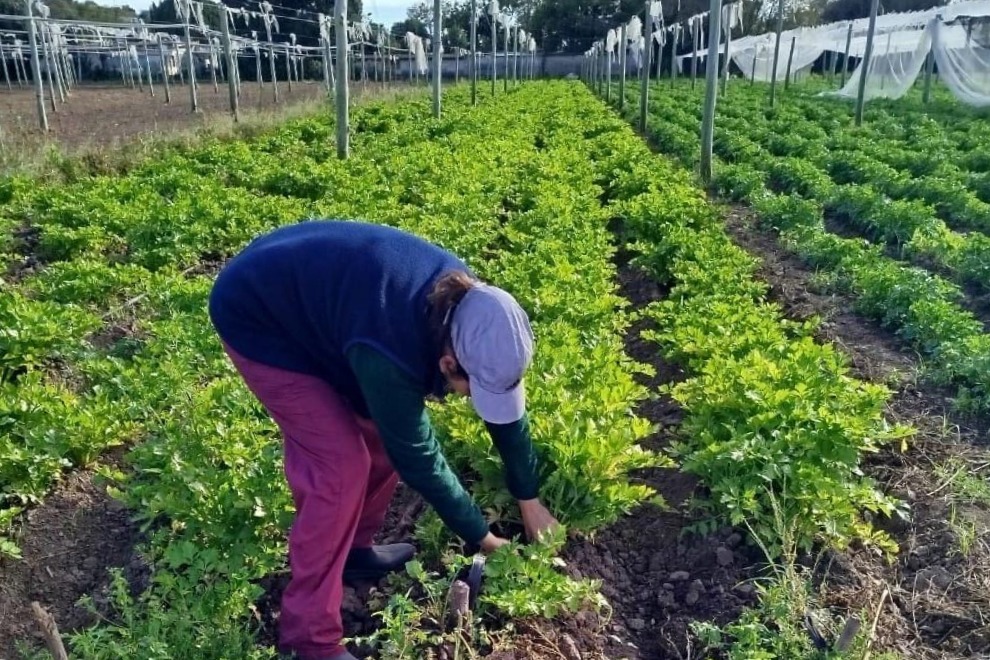 Ya están abiertas las inscripciones al programa “La Huerta en Tu Hogar 2026” en Córdoba