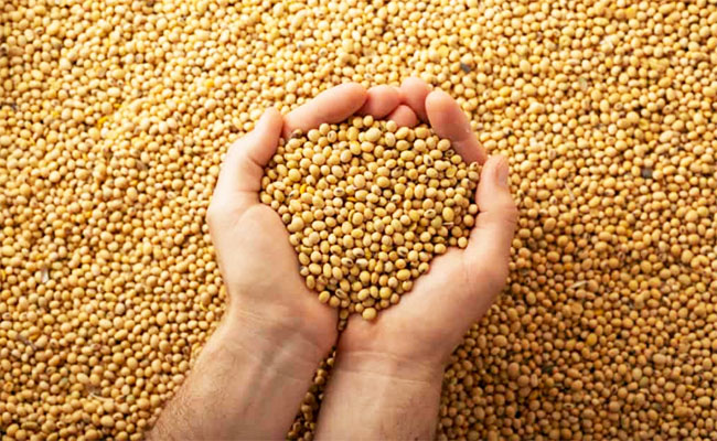 La soja cerró la semana en $485.000 mientras el mercado internacional presionó a la baja