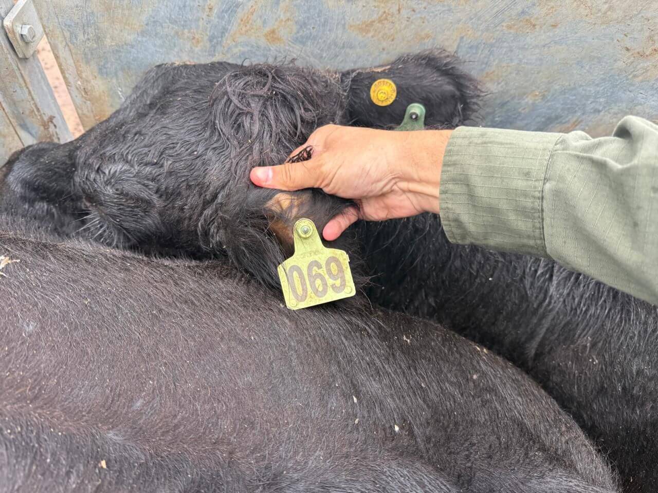 Hallan en un feedlot de Chabás los 161 animales robados al influencer Bruno Riboldi, 