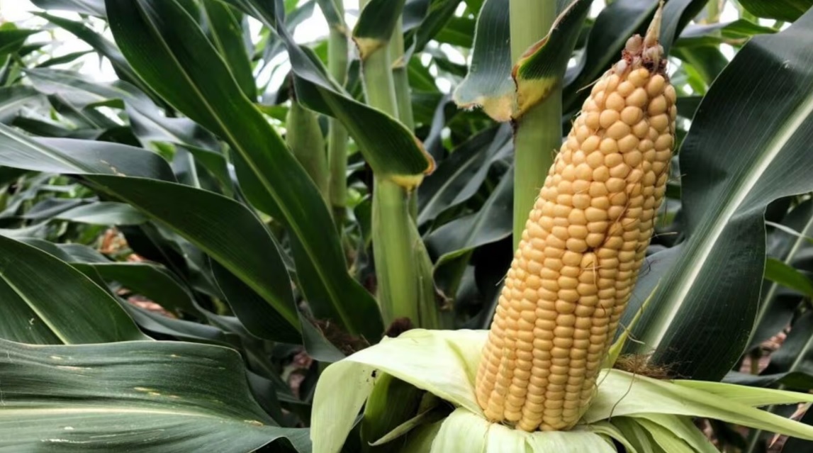 Récord en Marcos Juárez: la cosecha de maíz alcanzó los 180 qq/ha y sorprende a toda la región