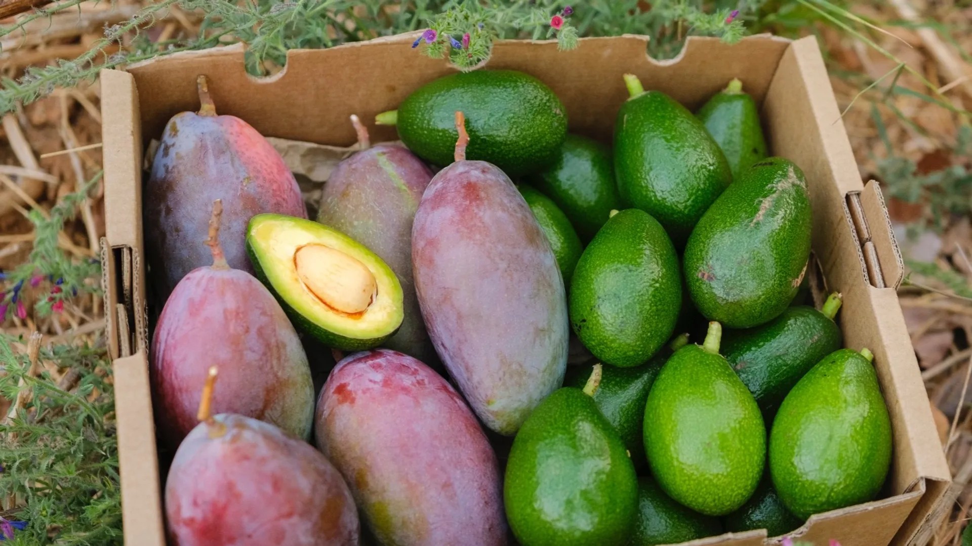 El futuro del campo en España: 