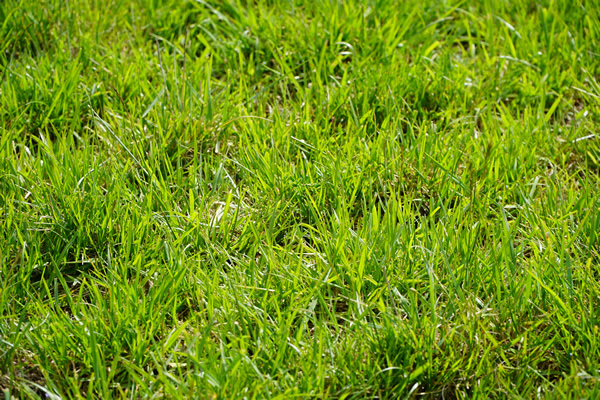 Simposio regional Fertilidad 2026: La Pampa se prepara para revelar el valor del agua en la agricultura