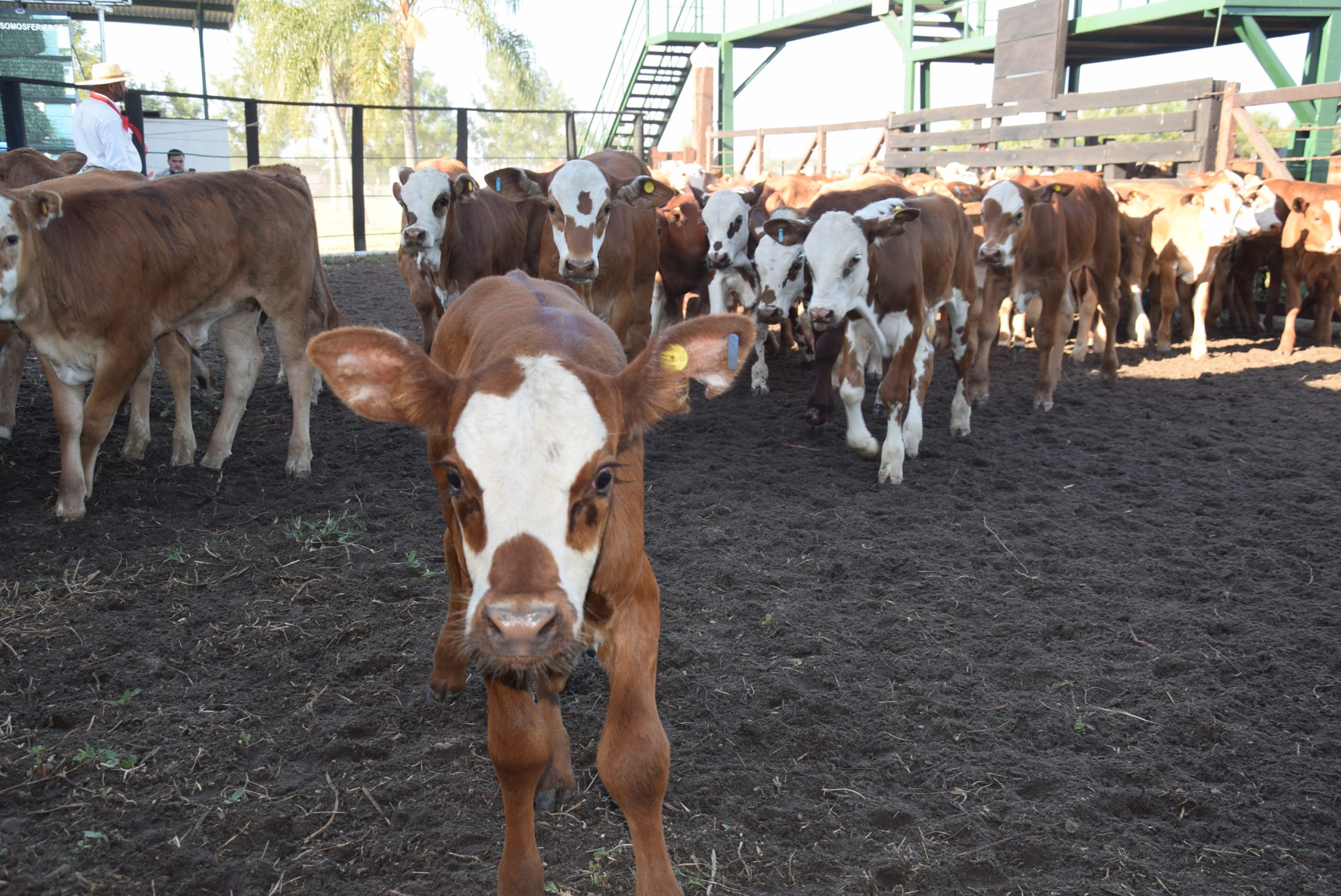 Disminución en la oferta de terneros en marzo