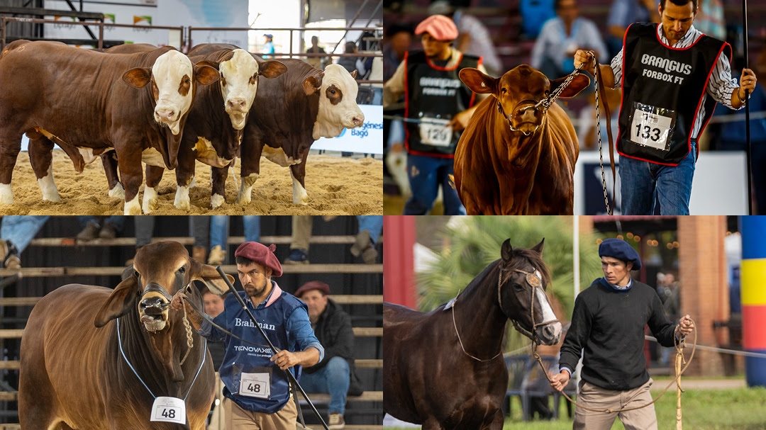 Las Nacionales 2026: Una semana de genética y negocios en Corrientes