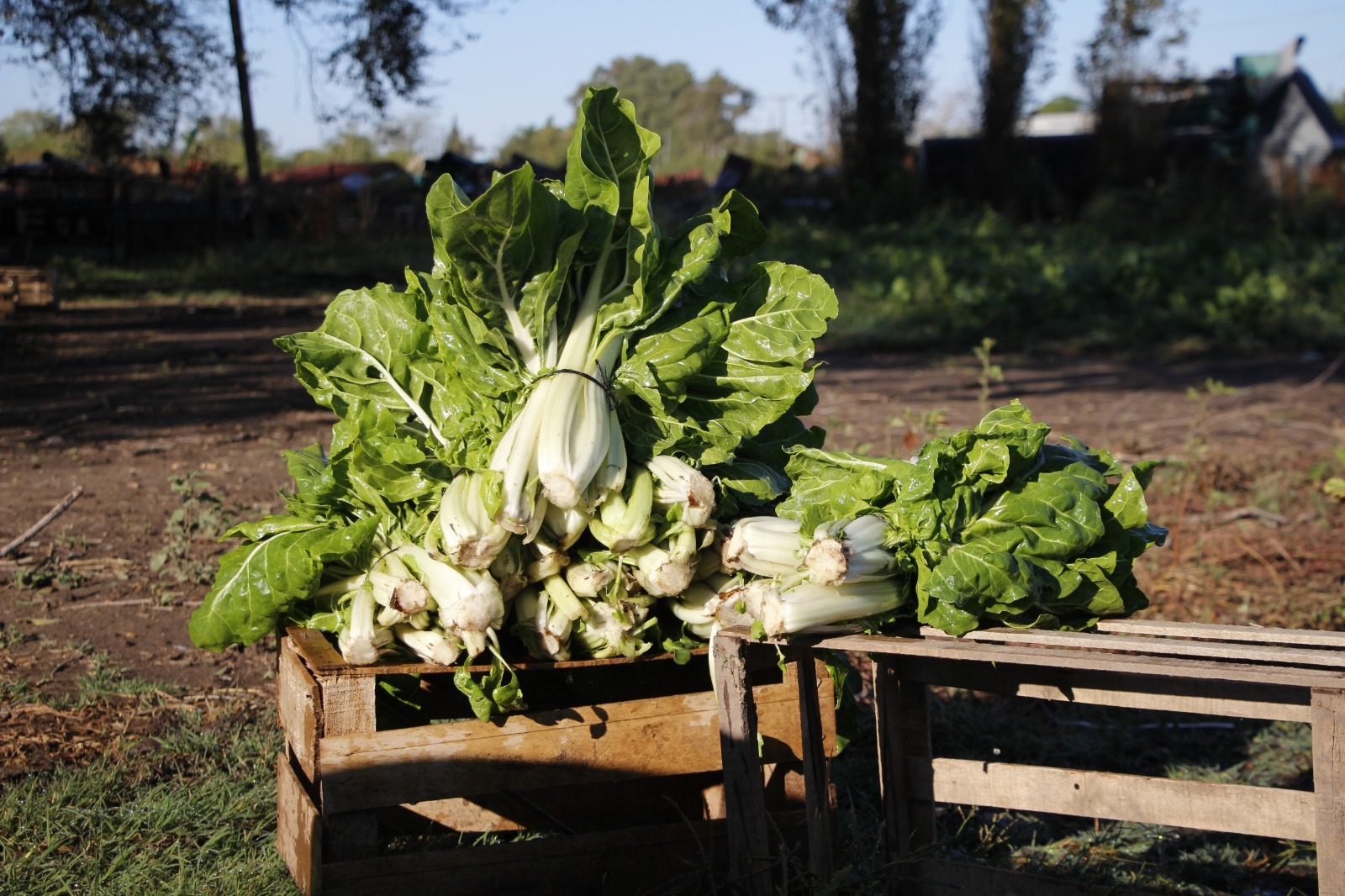 La Huerta en Tu Hogar: comienza la entrega de semillas otoño-invierno