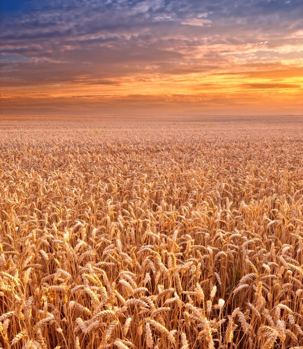 Un orgullo que nació del campo: 50 años del Criadero ACA Cabildo, la fuerza comercial de los Trigos Cooperativos