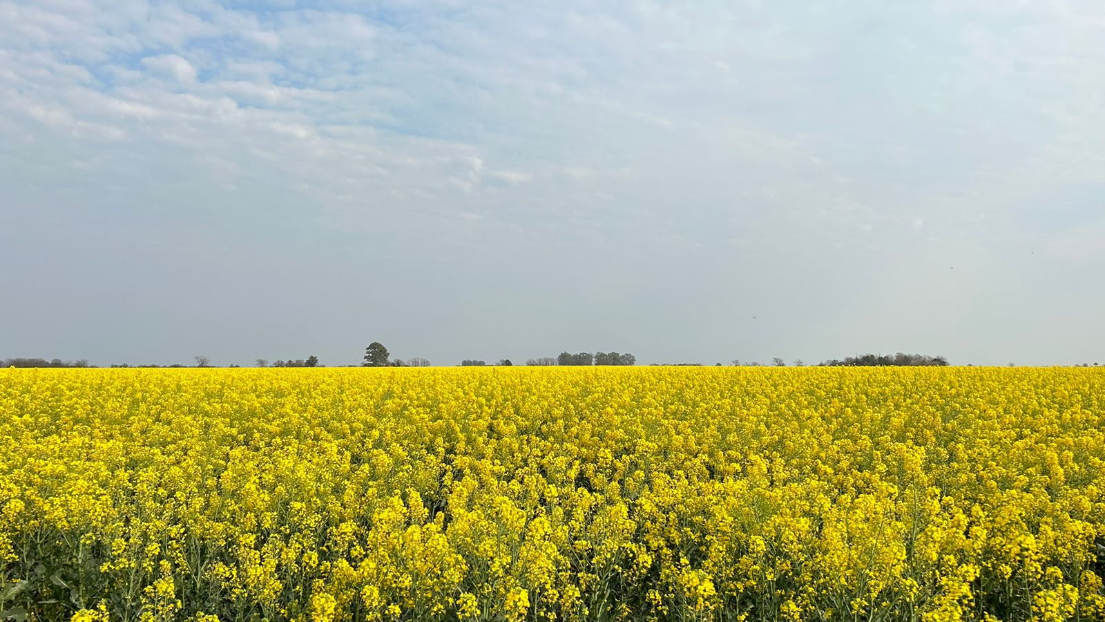 Bunge lidera la producción de cultivos de baja huella de carbono para biocombustibles en Argentina