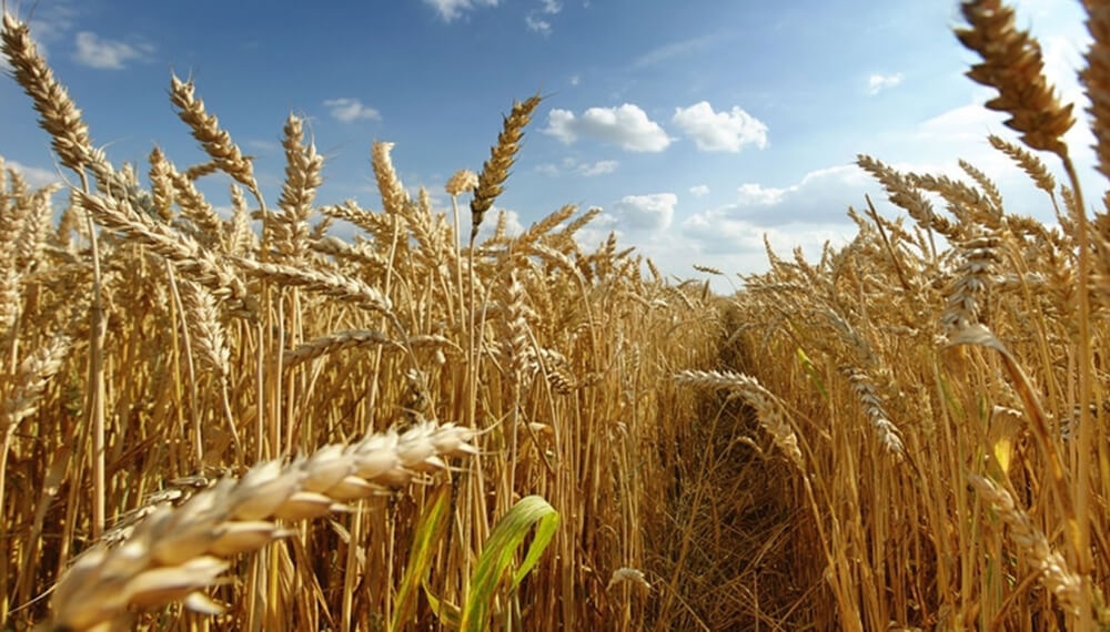 Cosecha récord en el agro: 160 millones de toneladas y USD 5.000 millones para el país
