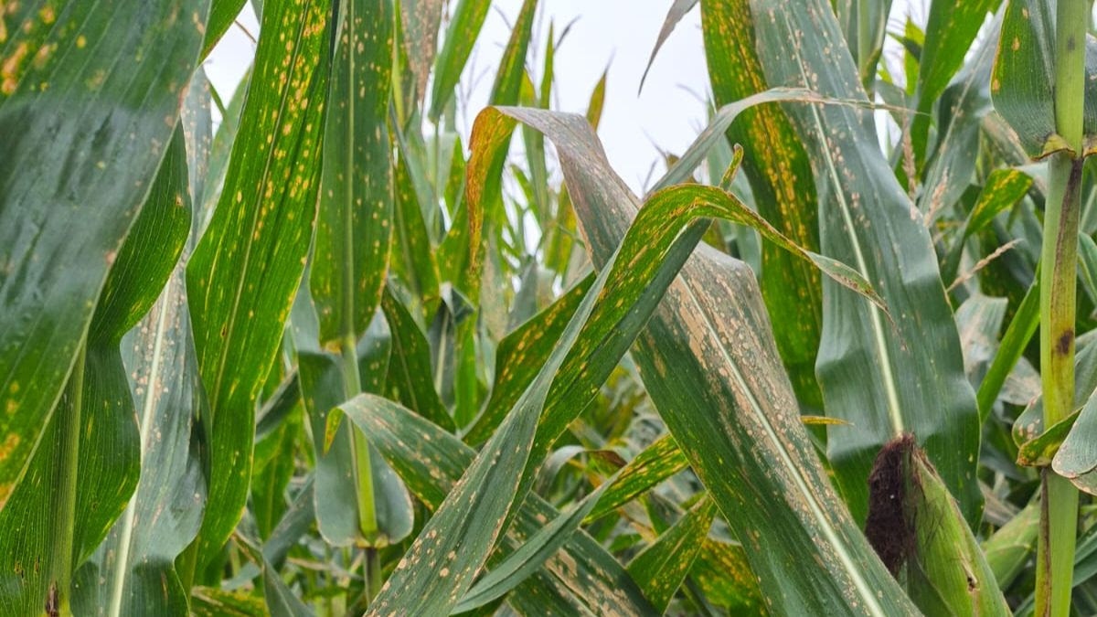 La mancha blanca del maíz avanza ante condiciones climáticas propicias