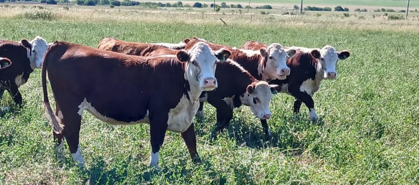 La carne argentina se prepara para cumplir con la nueva norma ambiental de la Unión Europea