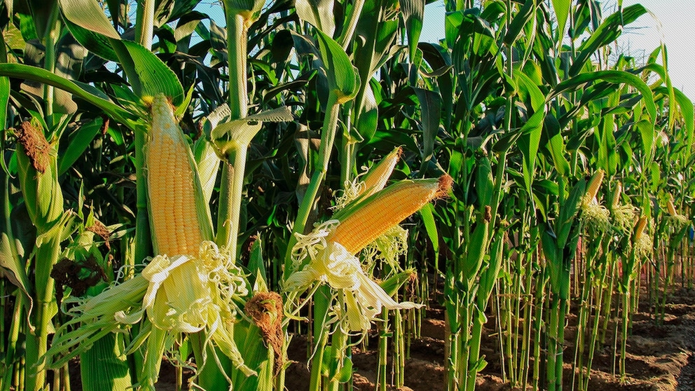 Producción de maíz rompe récords con más de 20 millones de toneladas superando a la soja