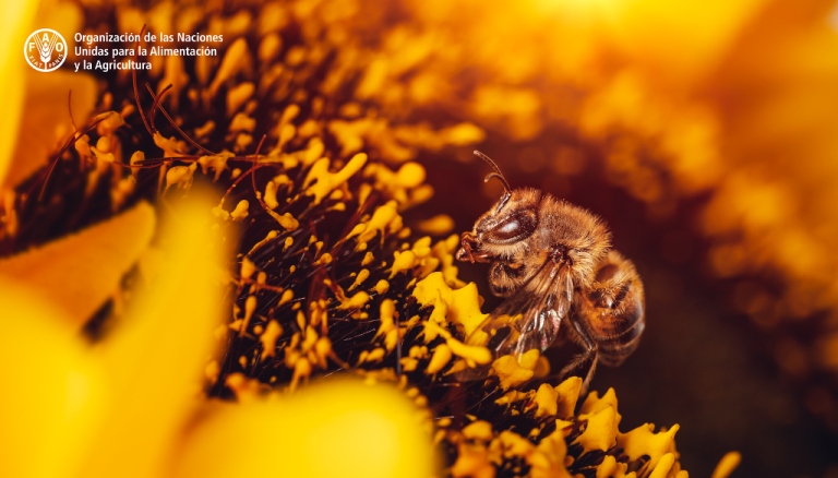 Argentina celebra el Día Mundial de la Abeja con un récord en exportación de miel