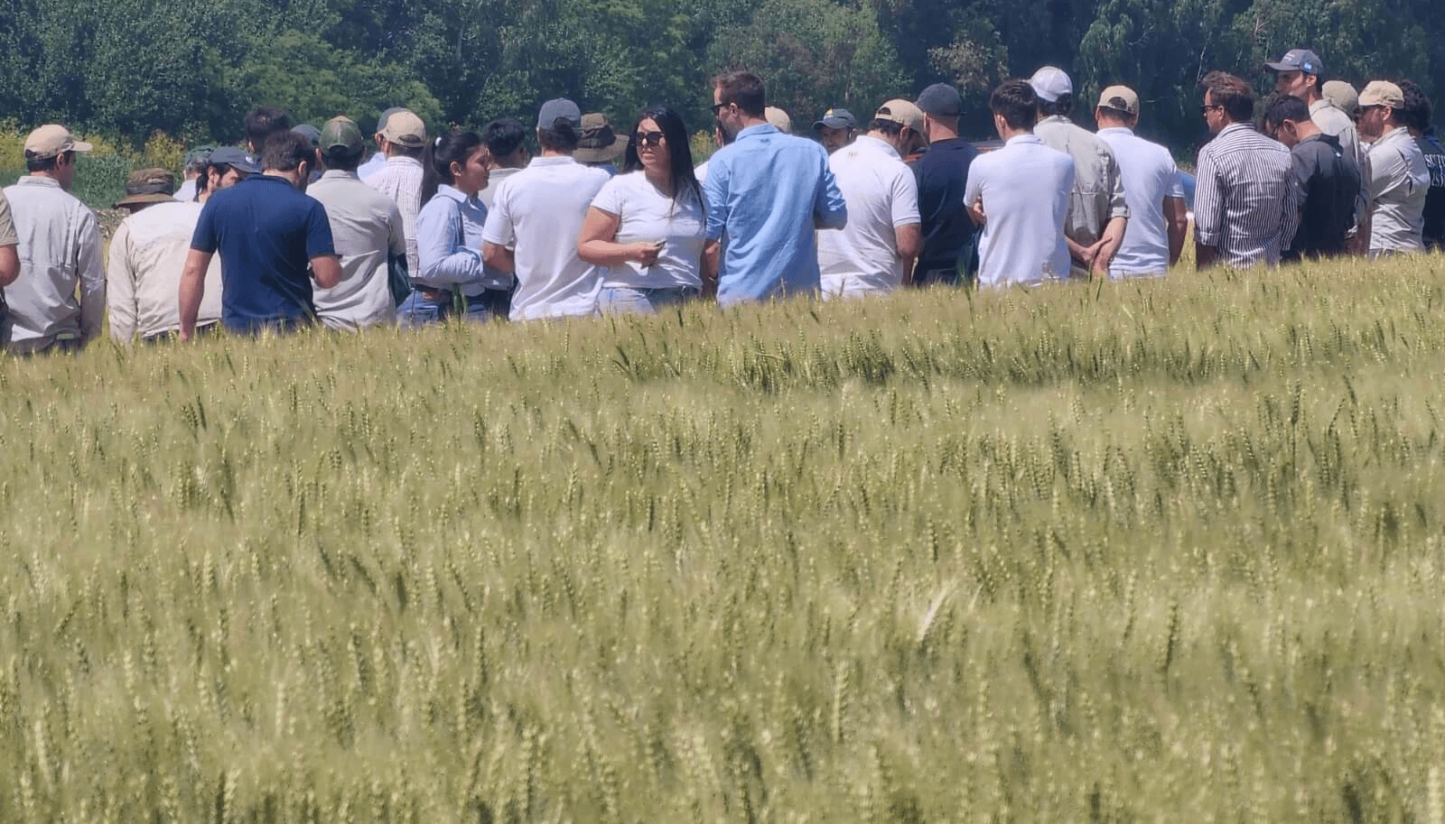Expectativas renovadas para el trigo: la urea sigue bajando y la siembra recupera hectáreas