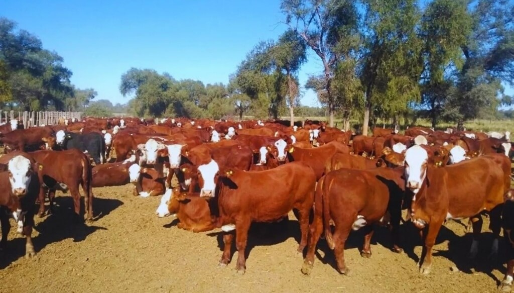 Argentina: la faena de hembras se desploma a su nivel más bajo en años