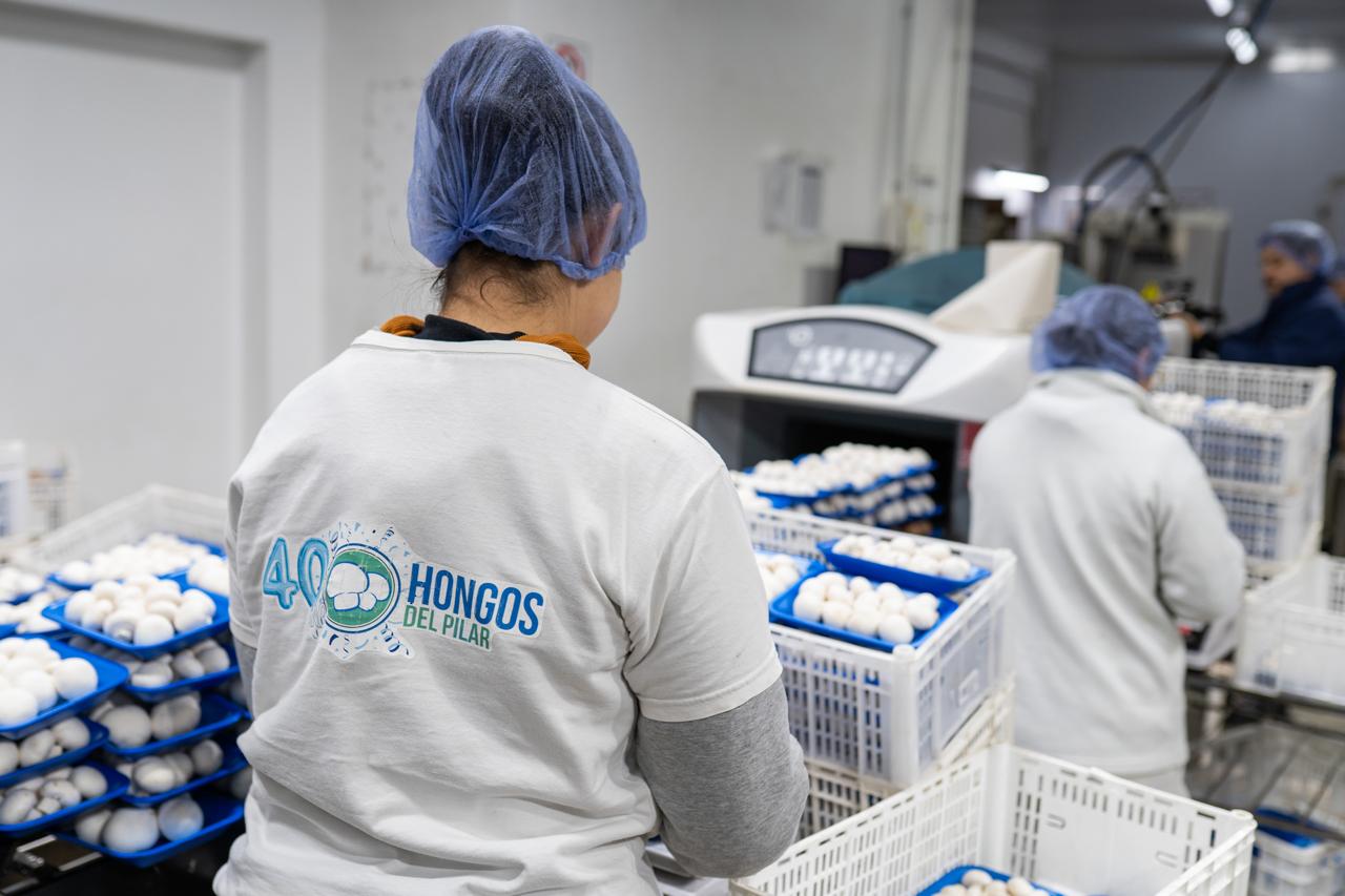 Hongos: El cultivo que no descansa