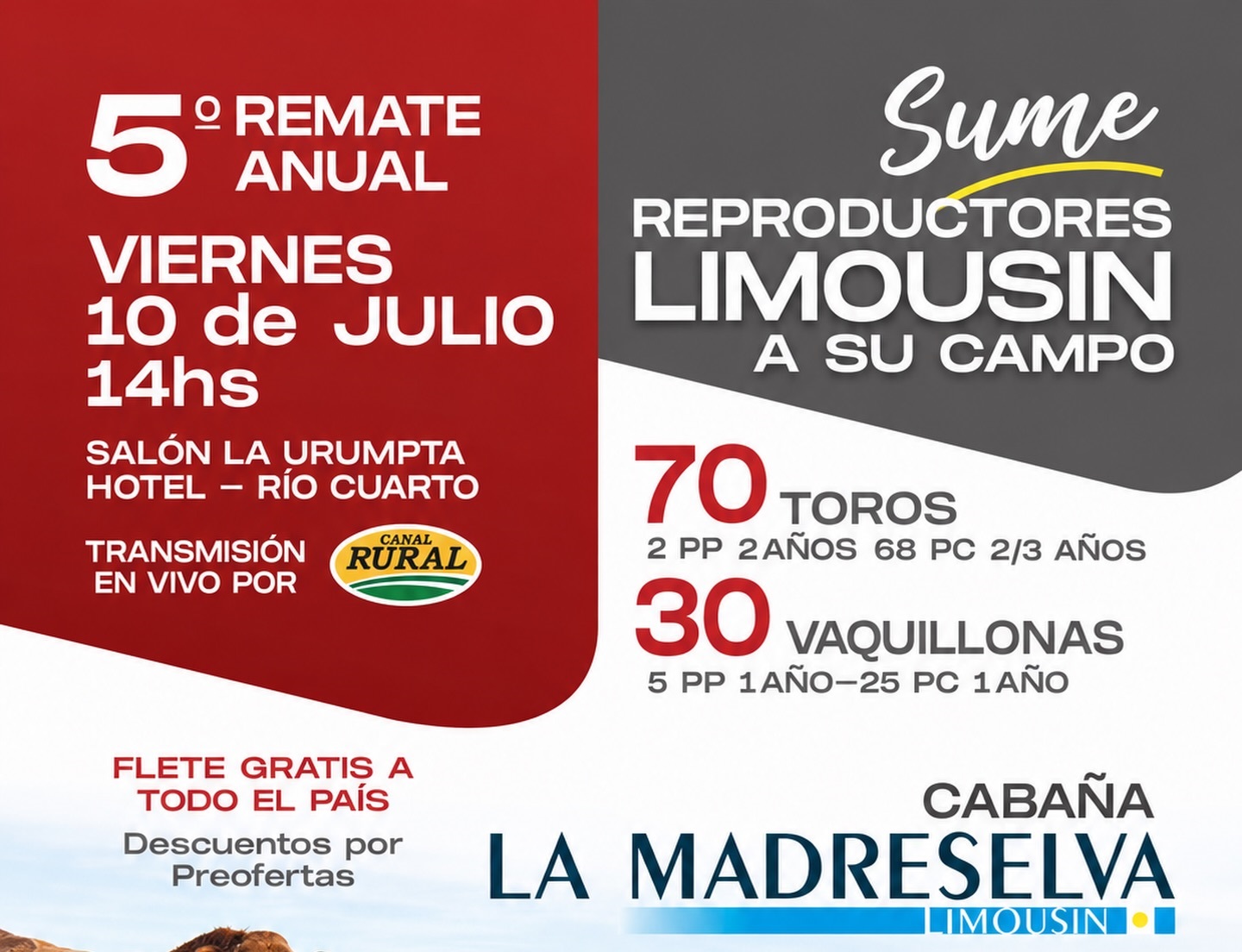 Remate Limousin La Madreselva 2026: genética de excelencia y oportunidades en Río Cuarto