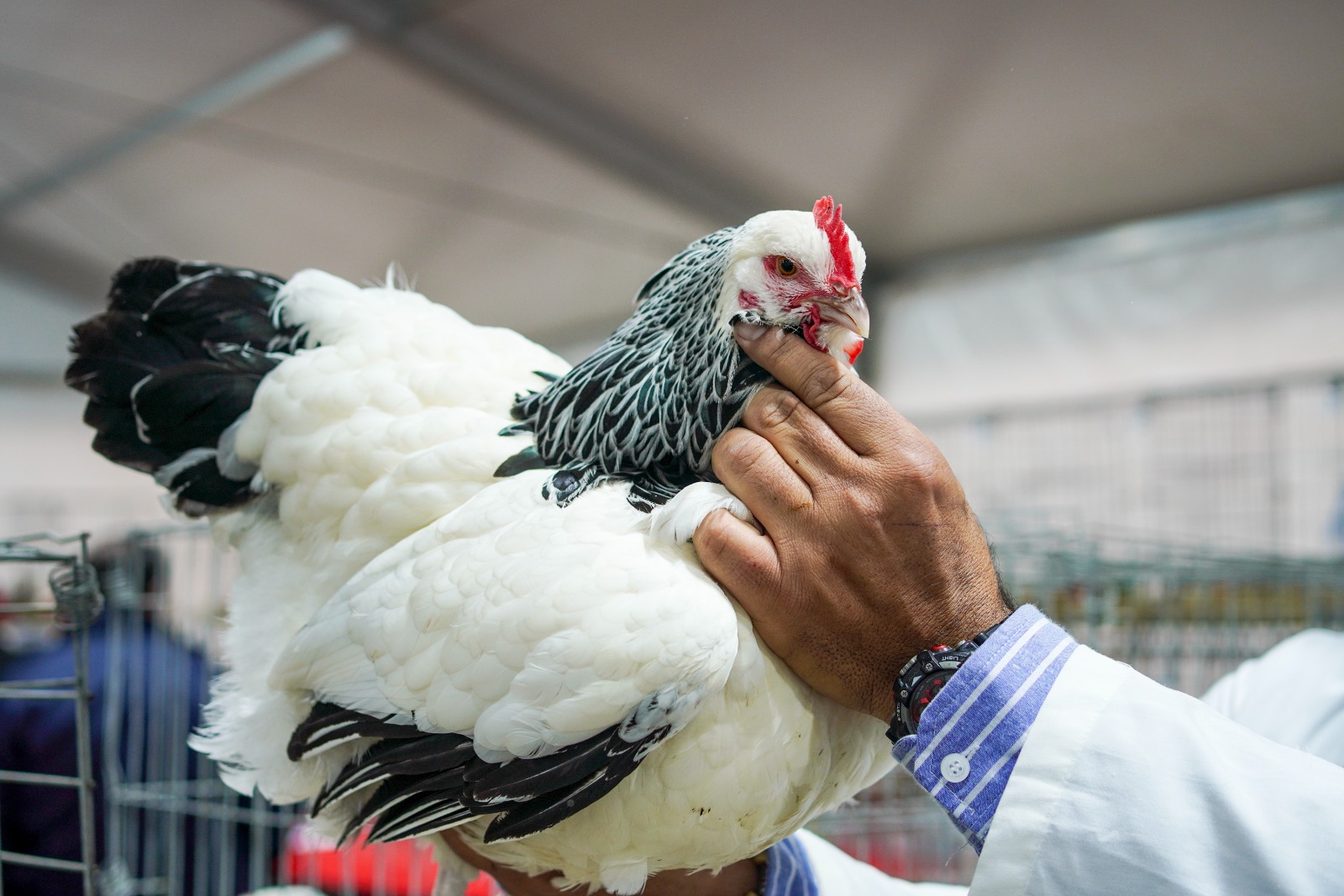 Color y sonido tras cuatro años de ausencia en el pabellón de las aves de corral en la Rural