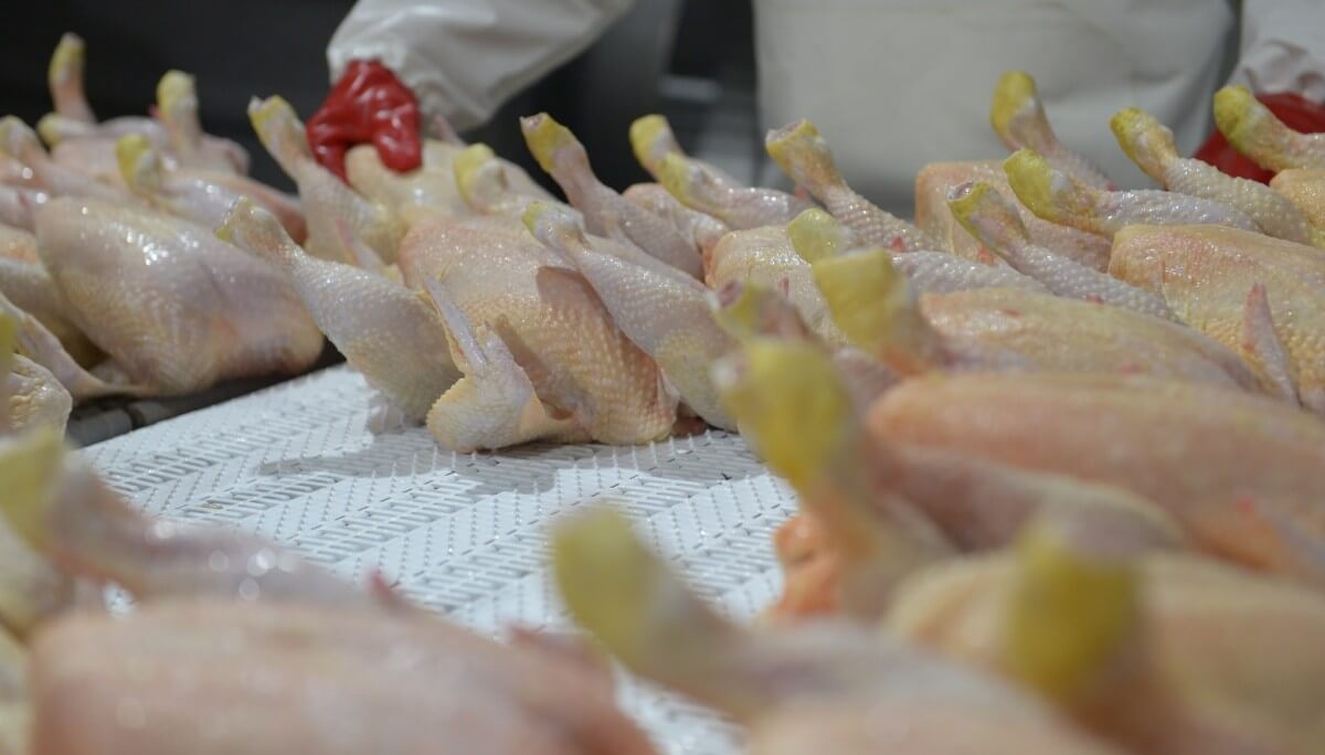 La Unión Europea reabre el 17 de agosto su mercado a la carne aviar