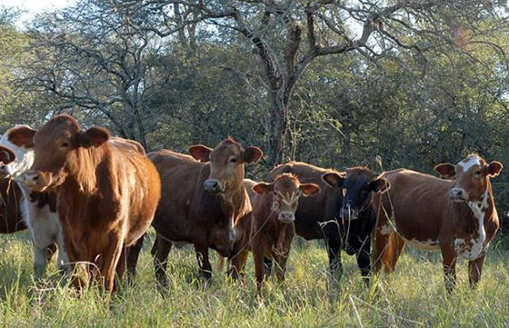 El Gobierno oficializó la creación de un plan ganadero para producir más carne