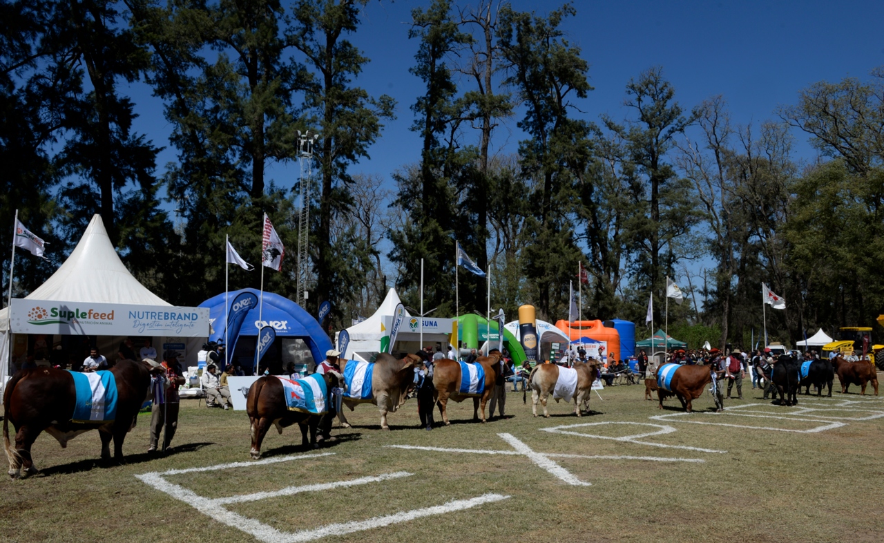 Cabañas de Córdoba presentan 420 animales en la ExpoBRA de La Banda