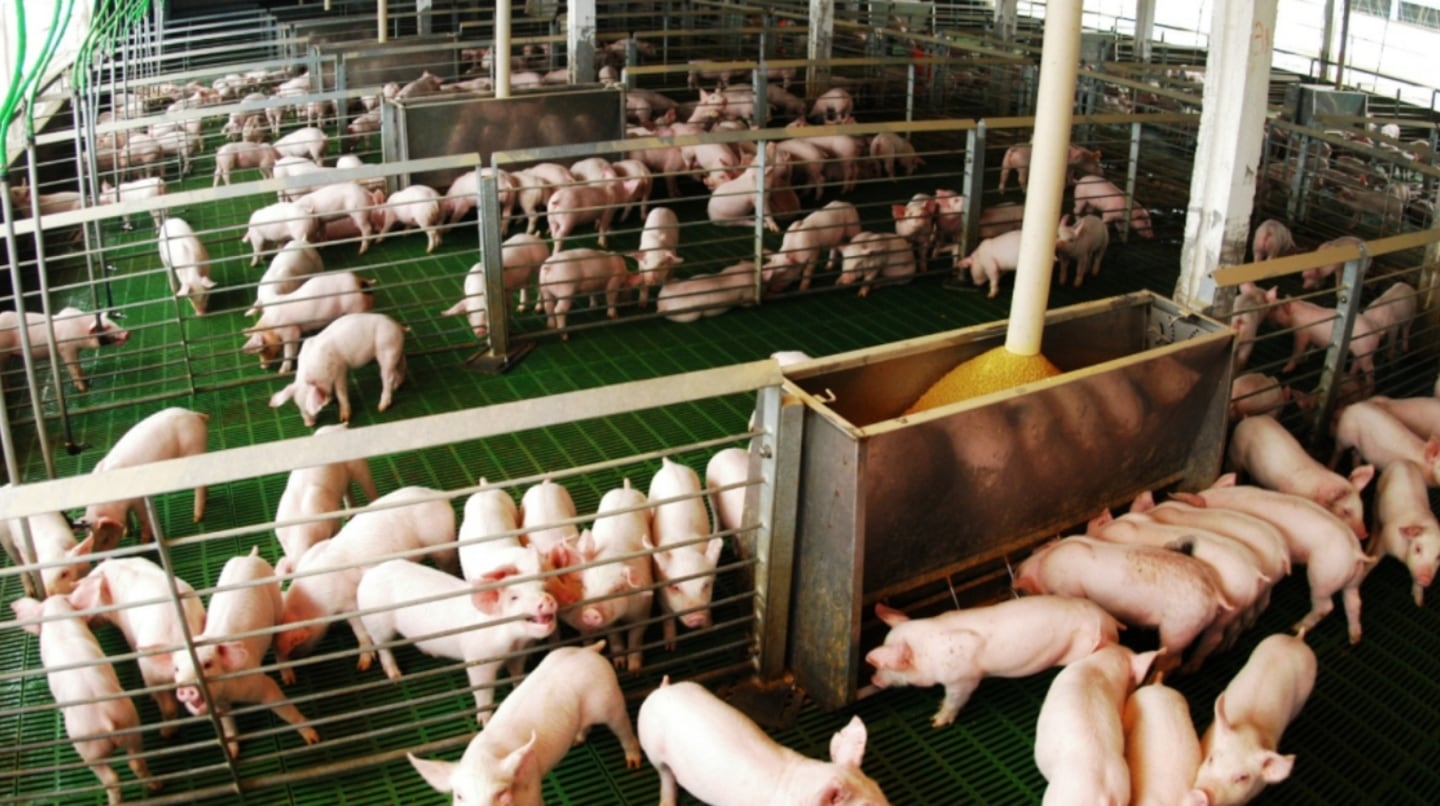 Aumentó 12,4% la faena porcina en Córdoba y el país