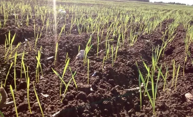 Caería un 17% la intención de siembra el trigo en Córdoba