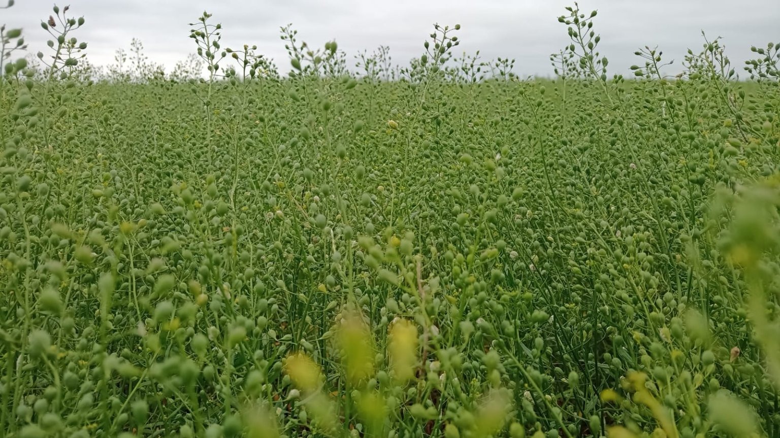 Cultivo de camelina en Argentina destinado a la producción de biocombustibles avanzados y agricultura regenerativa