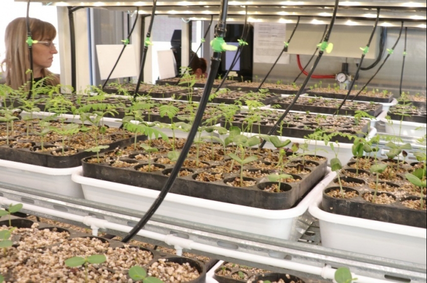 Plan Agroforestal en Córdoba: Se inauguró laboratorio multiplicador de árboles nativos