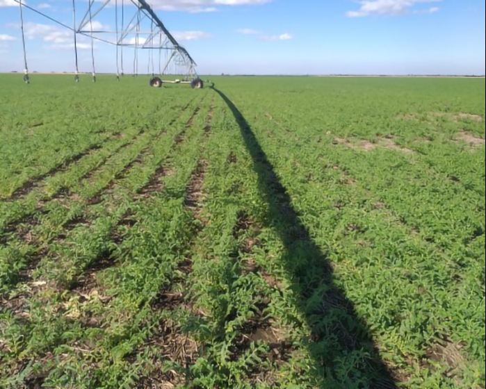 Córdoba: trigo y garbanzo en estado entre bueno y excelente
