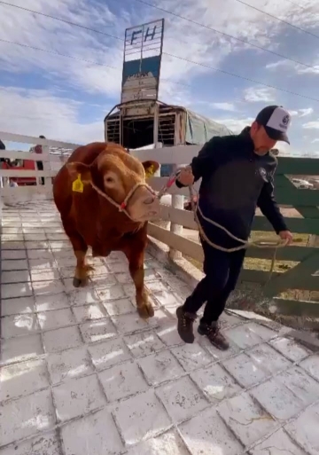 “Cotilerio Nicanor”, el mejor toro del mundo, ya está en los corrales de la Expo Rural de Jesús María