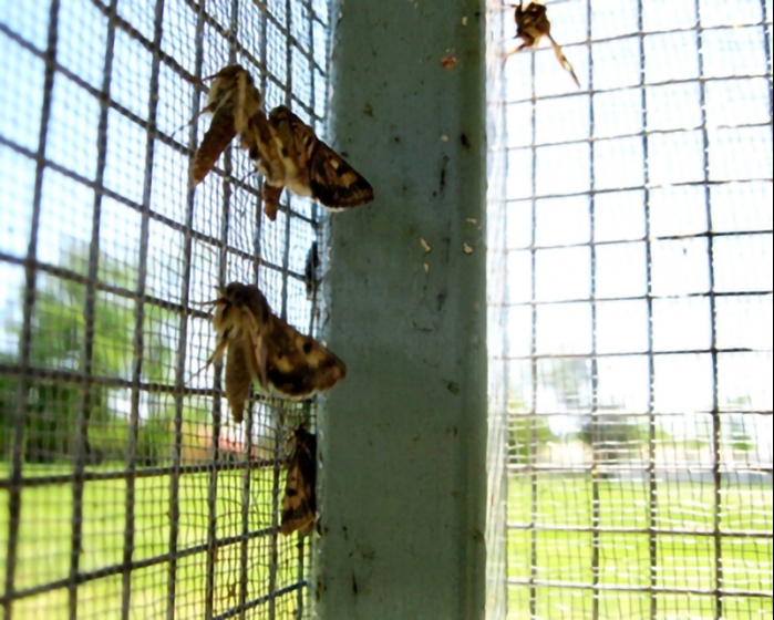 Alarma de Plagas: las temperaturas templadas mantienen activas a las plagas de invierno
