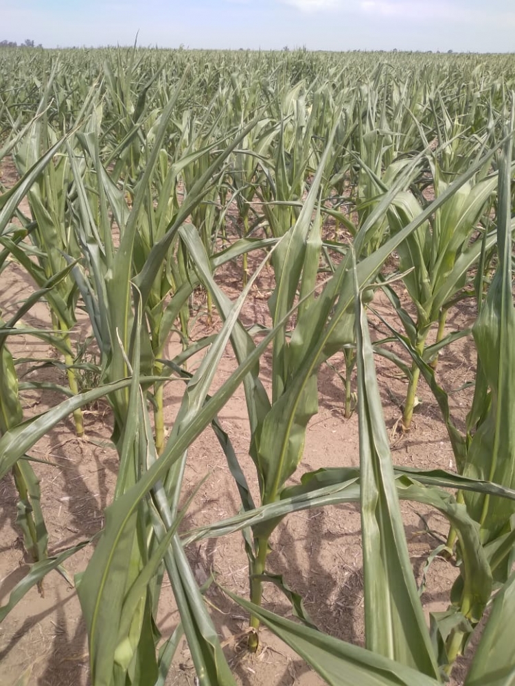 Otro golpe del clima a los cultivos: Febrero loco,  histórica helada en pleno verano