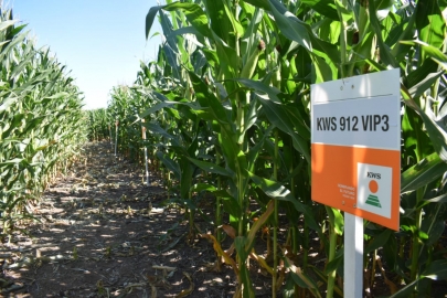 Con cobertura de Los Agusti KWS anuncia su nuevo Demostrativo Agronómico Regional en el Norte de Córdoba