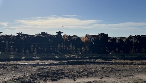 Nutrición de pasturas, una de las claves del éxito en las empresas ganaderas