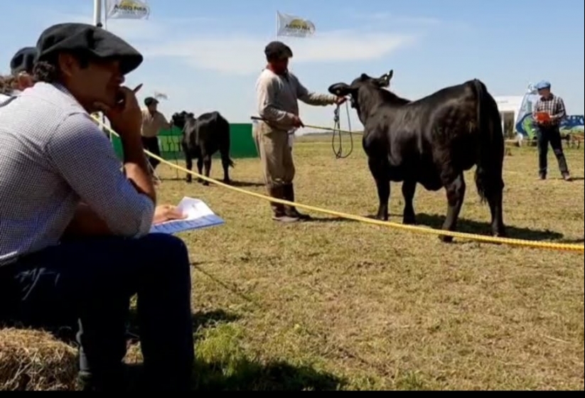 Todas la razas estarán presentes en una nueva edición del remate de reproductores de Agronea