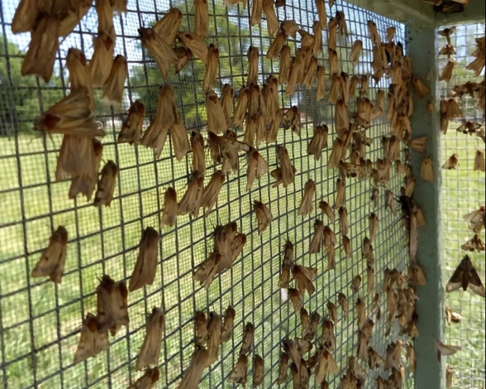 Alarma de plagas: reportaron picos poblacionales de oruga bolillera y militar
