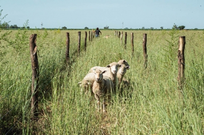 Córdoba: Agronomía se consolida como la Facultad más importante de Argentina en calidad y con 1.062 inscriptos para el ciclo 2024