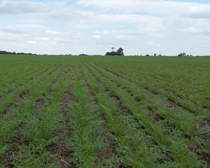 Córdoba: trigo y garbanzo entran en período crítico
