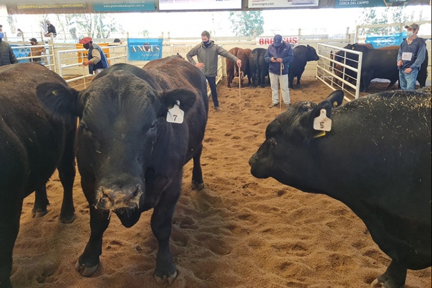 Se presentaron dos listas para las elecciones de Angus en noviembre
