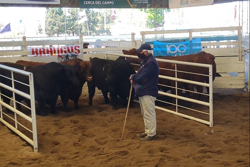 Se presentaron dos listas para las elecciones de Angus en noviembre
