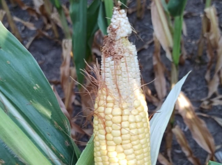 Panorama muy variado, con la sequía, las probables lluvias y las napas como grandes protagonistas