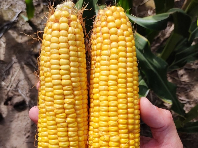 Panorama muy variado, con la sequía, las probables lluvias y las napas como grandes protagonistas